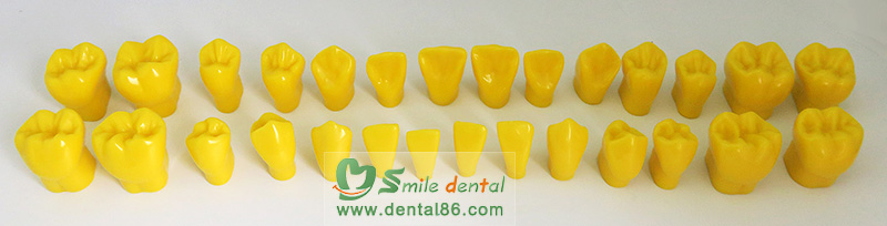 Permanent Teeth